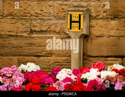 Alte gelbe Hydrant Zeichen auf einem Stein Wand über eine Anzeige der weißen und roten Geranien pflanzen Palace Grün Durham GROSSBRITANNIEN Stockfoto