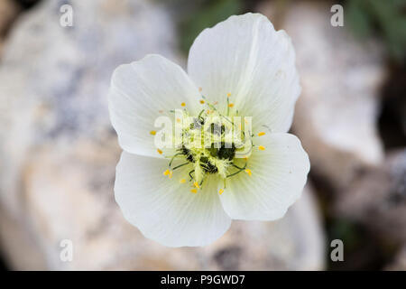 Papaver dahlianum, allgemein der Svalbard poppy genannt Stockfoto