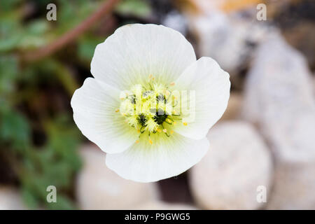 Papaver dahlianum, allgemein der Svalbard poppy genannt Stockfoto