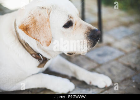 Close-up Portrait von Weißen traurig Labrador Retriever Hund am Boden Stockfoto