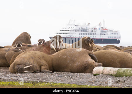 Walross (Odobenus rosmarus) in Svalbard Stockfoto