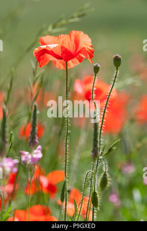 Roter Mohn vor unscharfen Wiese Stockfoto
