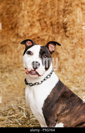 American Staffordshire Terrier, amstaff, Stafford, Kopie Raum Stockfoto