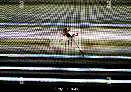 Ein Gecko in einem Fenster auf dem Bildschirm. Stockfoto