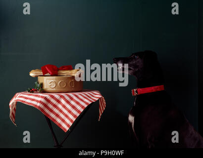 Schwarzer Labrador Hund neben Tabelle mit Futternapf dekoriert mit Weihnachten sitzen Holly Stockfoto