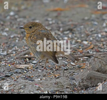 Rotkehlchen, Erithacus rubecula, Stockfoto