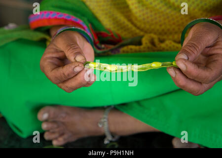 Hände einer Frau Erbsen aus der Hülse in Ahmedabad, Indien. Stockfoto