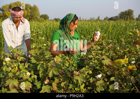 Mann und Frau Bauern ernten Ihre organische Baumwolle auf ihrer Farm in Indien. Stockfoto