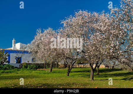 Mandelbäume in Blüte und eine Algarve Ferienhaus, in der Nähe von boliqueime Stockfoto
