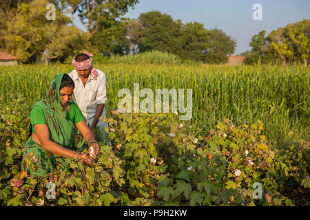 Mann und Frau Bauern ernten Ihre organische Baumwolle auf ihrer Farm in Indien. Stockfoto