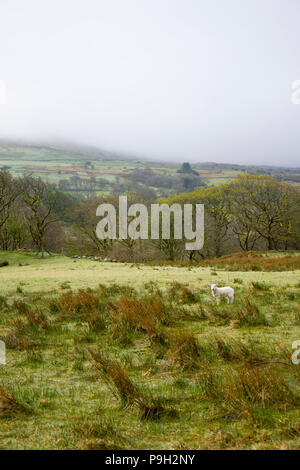 Schafe auf einem nebligen walisischen Hügel im Snowdonia National Park. Stockfoto