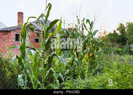 Mais im Land Garten im Sommer am Abend in der Region Krasnodar region Russlands Stockfoto