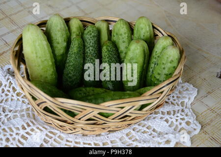 Frisches Grün kleine Gurken in einem Korb Stockfoto