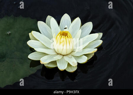 White Water Lilly - Nymphaea nouchali Stockfoto