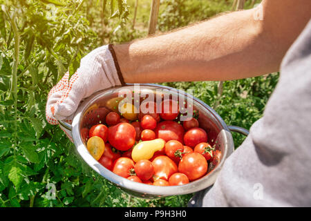 Bio Tomaten ernten. Bauer Holding frisch Gemüse aus dem Garten gepflückt. Stockfoto