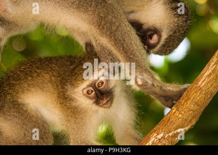 Zwei grüne Meerkatzen - Chlorocebus pygerythrus - klettern in den Bäumen und spielen zusammen. Stockfoto