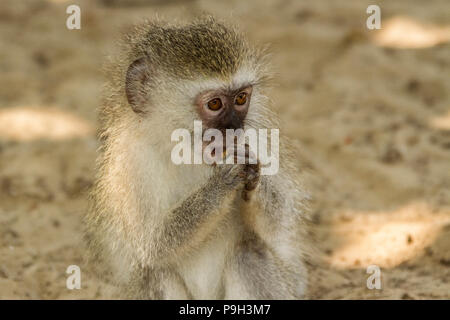 Meerkatze - Chlorocebus pygerythrus - Sitzen mit einer Mutter. Stockfoto