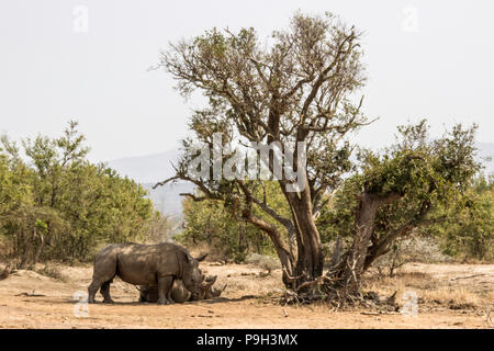 Ein paar White Rhino - Rhinocerotidae) - eine Festlegung, die im Schatten der Bäume im östlichen Südafrika. Stockfoto