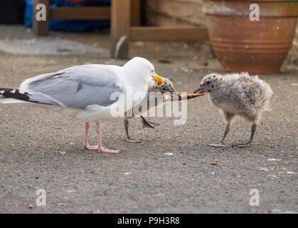 Eine Silbermöwe Fütterung zwei Jungvögel auf einer Straße in den Fischereihafen von Looe, Cornwall, England, Großbritannien. Stockfoto