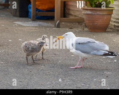 Eine Silbermöwe Fütterung zwei Jungvögel auf einer Straße in den Fischereihafen von Looe, Cornwall, England, Großbritannien. Stockfoto