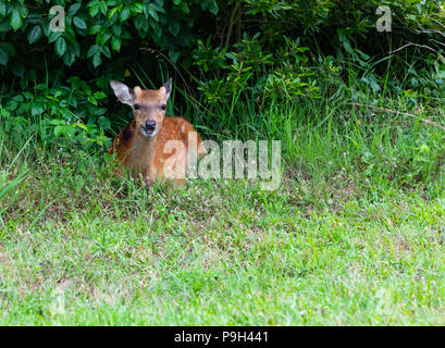 Assateague Island National Seashore, Virginia, Baby mit in das Gras Stockfoto