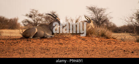 Eine gemeinsame Eland - Taurotragus oryx-oder südlichen Eland oder eland Antilopen, liegen auf einem Hügel aus Sand in die rote Kalahari Wüste im östlichen Namibia. Stockfoto