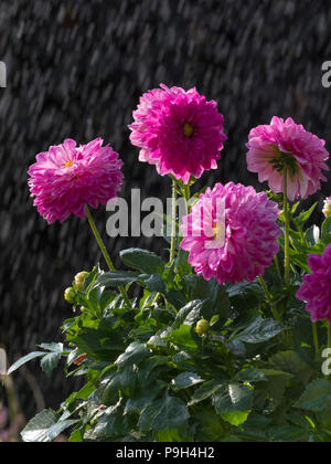 Dahlien im Sommer Regendusche Spätsommer Stockfoto