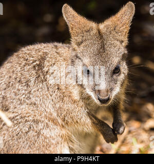Platz Ernte eines Parma Wallaby in Gloucestershire im Sommer 2018 gefangen. Stockfoto