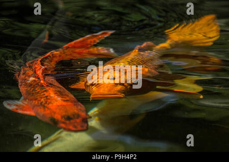 Rot und Gold Koi Karpfen oder Koi - Cyprinus carpio - wirbelt durch einen Fischteich. Stockfoto