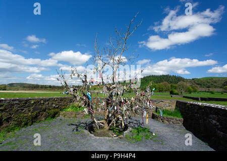 Fore Abbey, County Westmeath, Irland. Rag Baum, die aus den heiligen Brunnen namens Tobernacogany - ein Teil der Sieben Weltwunder im Vordergrund. Stockfoto