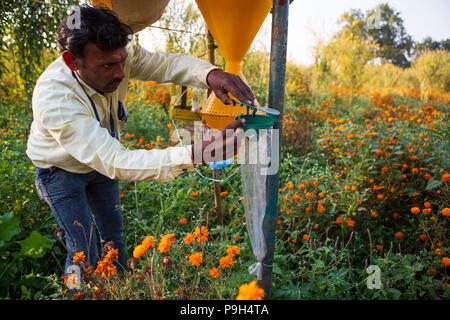 Ein Mann prüft einen Insektenfalle, um mehr über die verschiedenen Tiere und Insekten Pflanzen bei Vasudha organische Solution Center ziehen lernen. Stockfoto