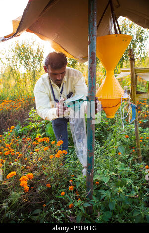 Ein Mann prüft einen Insektenfalle, um mehr über die verschiedenen Tiere und Insekten Pflanzen bei Vasudha organische Solution Center ziehen lernen. Stockfoto