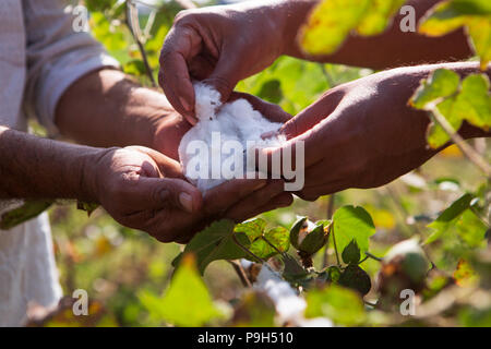 Eine organische Baumwolle Bauer seinem organische Baumwolle Baumwolle auf seiner Farm in Madhya Pradesh, Indien. Stockfoto