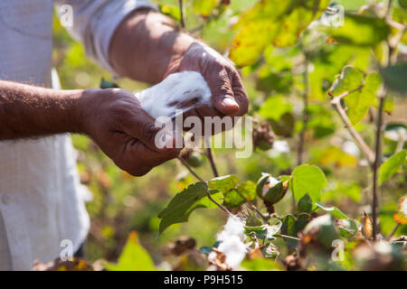 Eine organische Baumwolle Bauer seinem organische Baumwolle Baumwolle auf seiner Farm in Madhya Pradesh, Indien. Stockfoto