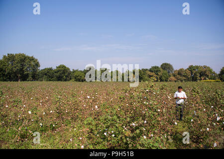 Eine organische Baumwolle Bauer seinem organische Baumwolle Baumwolle auf seiner Farm in Madhya Pradesh, Indien. Stockfoto