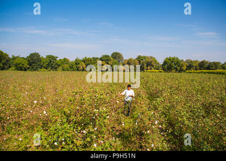 Eine organische Baumwolle Bauer seinem organische Baumwolle Baumwolle auf seiner Farm in Madhya Pradesh, Indien. Stockfoto