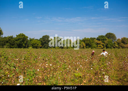 Eine organische Baumwolle Bauer seinem organische Baumwolle Baumwolle auf seiner Farm in Madhya Pradesh, Indien. Stockfoto