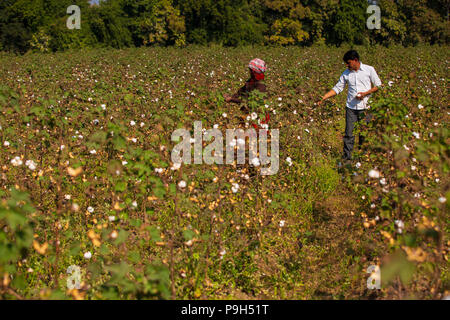 Eine organische Baumwolle Bauer seinem organische Baumwolle Baumwolle auf seiner Farm in Madhya Pradesh, Indien. Stockfoto