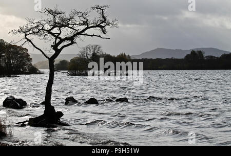 Ein einsamer Baum in silouhette gegen einen kalten Loch und einen grauen, bewölkter Himmel, mit Felsen ins Wasser führenden am östlichen Ufer von Loch Lomond Stockfoto