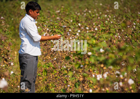 Eine organische Baumwolle Bauer seinem organische Baumwolle Baumwolle auf seiner Farm in Madhya Pradesh, Indien. Stockfoto