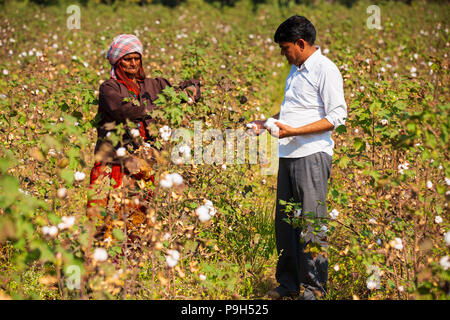 Eine organische Baumwolle Bauer seinem organische Baumwolle Baumwolle auf seiner Farm in Madhya Pradesh, Indien. Stockfoto