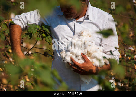 Eine organische Baumwolle Bauer seinem organische Baumwolle Baumwolle auf seiner Farm in Madhya Pradesh, Indien. Stockfoto