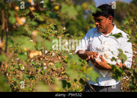 Eine organische Baumwolle Bauer seinem organische Baumwolle Baumwolle auf seiner Farm in Madhya Pradesh, Indien. Stockfoto