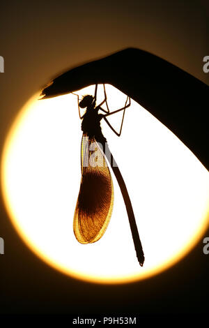 Eine männliche gebänderte demoiselle fliege Silhouette gegen die untergehende Sonne. Dorset England GB Stockfoto