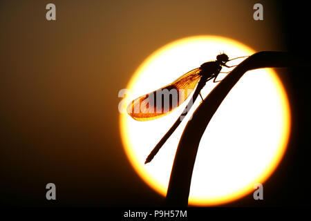 Eine männliche gebänderte demoiselle fliege Silhouette gegen die untergehende Sonne. Dorset England GB Stockfoto