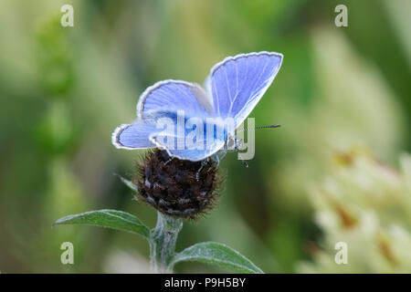 Gemeinsame Blauer Schmetterling Fütterung auf Flockenblume Stockfoto