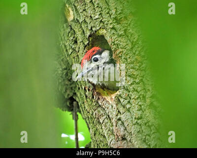 Fast flügge eingebettet Küken von buntspecht (Dendrocopos major) Kollegen aus dem Nest Loch in Esche in Cumbria, England, Großbritannien Stockfoto