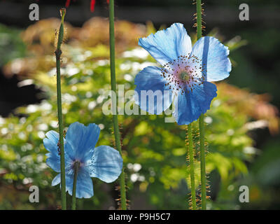 Atemberaubend schön beleuchteten durchsichtigen blauen Blütenblätter und goldenen staubgefäßen von Blumen von Himalayan Blue Poppy im Garten in Cumbria, England, UK wachsende Stockfoto