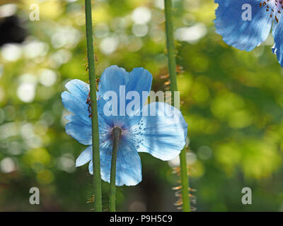 Atemberaubend schön beleuchteten durchsichtigen blauen Blütenblätter und goldenen staubgefäßen von Blumen von Himalayan Blue Poppy im Garten in Cumbria, England, UK wachsende Stockfoto