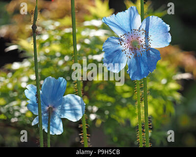 Atemberaubend schön beleuchteten durchsichtigen blauen Blütenblätter und goldenen staubgefäßen von Blumen von Himalayan Blue Poppy im Garten in Cumbria, England, UK wachsende Stockfoto